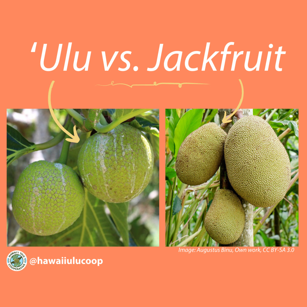 Breadfruit Jackfruit Species National Tropical Botanical Garden