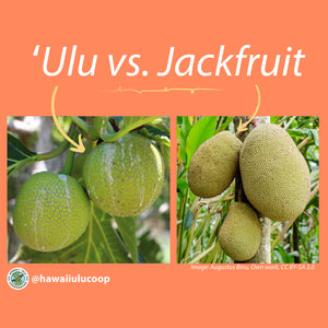 Breadfruit vs. Jackfruit