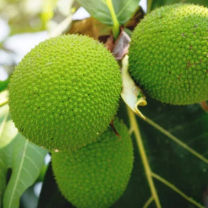 What Is Breadfruit And What Does It Taste Like?