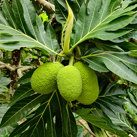 All About The Hawaiian Staple Breadfruit (ʻulu) – Hawaiʻi 'Ulu Co-op