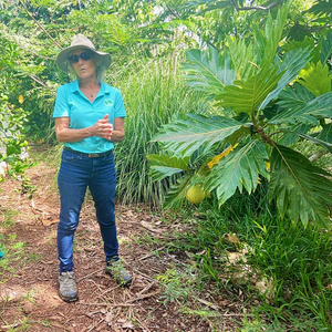 In Hawai‘i, can breadfruit's resurgence bring food security?