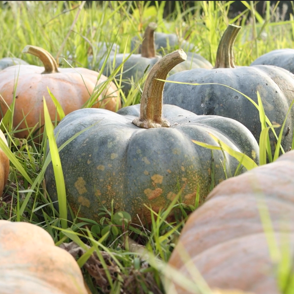 Growing Squash in Hawaiʻi – Hawaiʻi 'Ulu Co-op, image size:998x997