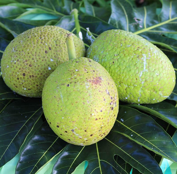 Semi-Ripe B-Grade ‘Ulu (Breadfruit) Quarters – Skin-on, Fully Cooked & Frozen