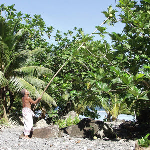 Breadfruit Is Here to Save the World