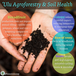 ROOTS-TO-REEF: Breadfruit Trees Protect Our Oceans