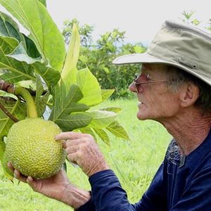 Breadfruit_harvesting_guide