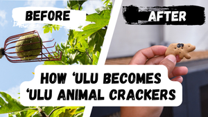 From Farm to Cookie: How Hawaiʻi-Grown ʻUlu Becomes Diamond Bakery’s ʻUlu Animal Crackers