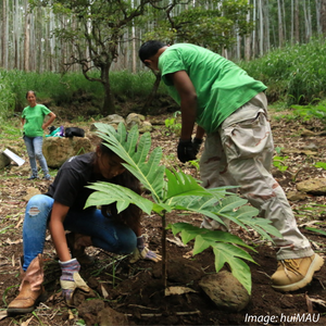 huiMAU and Ka Maha ʻUlu o Koholālele
