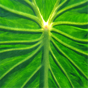 Kalo in Hawaiian Culture