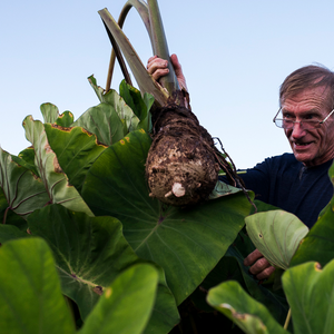 Taro Health Benefits