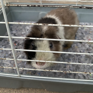 Turn our compostable insulation to animal bedding