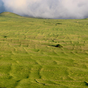 Rediscovering Hawaiʻi’s Ancient Agriculture: The Kohala Field System