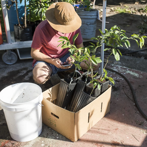 The Community Gardeners Digging Deep Into Food Insecurity in Hawai‘i