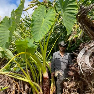 Tipping the scales at 50 pounds, this Kona-grown kalo might set a new world record