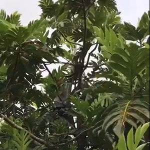 Breadfruit Tree Pruning Guide: In-Progress Pruning, Part 2