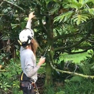 Breadfruit Tree Pruning Guide: In-Progress Pruning, Part 1