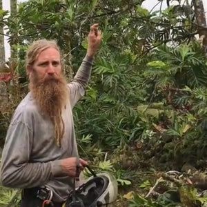 Breadfruit Tree Pruning Guide: Reducing a Very Tall Tree