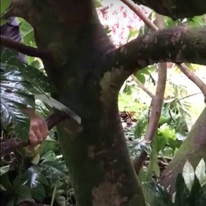 Breadfruit Tree Pruning Guide: Selective Branch Cutting – How to Select