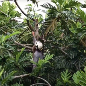 Breadfruit Tree Pruning Guide: Maintenance Pruning, Part 2