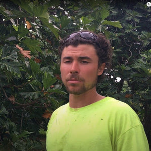 Breadfruit Tree Pruning Guide: Maintenance Pruning, Part 1