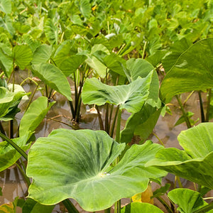 From farms to schools: Program is building bridges between keiki and local crops