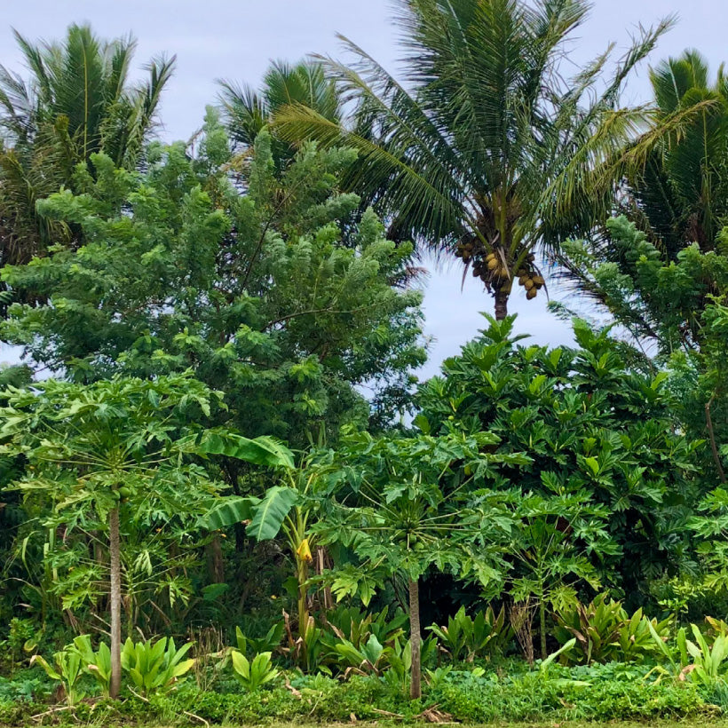 ʻUlu Agroforestry in Hawaiʻi – Hawaiʻi 'Ulu Co-op