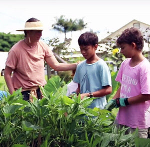 Hoʻopili ʻAi – Uniting Keiki & Hawaiʻi Food Crops