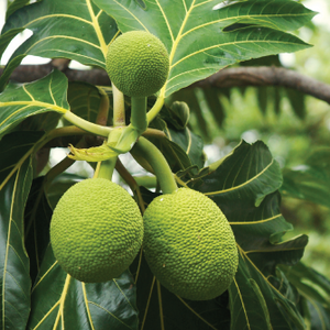 UH launches initiative to advance local food production