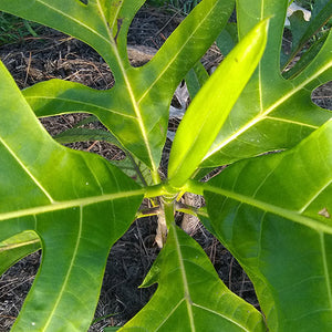 What are Canoe Crops in Hawaiʻi?