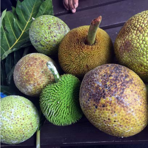 diseased breadfruit
