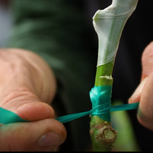 ʻUlu Grafting - Basics