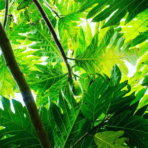 Conservation-minded steward sought as future buyer for Maui’s Hāna Ranch