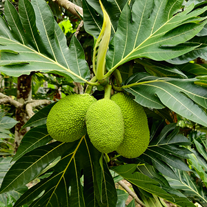 All about the Hawaiian staple breadfruit (ʻulu)