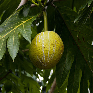 Hawaii’s Revival of Breadfruit Feeds the Future
