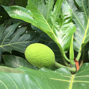 Denby Fawcett: Breadfruit can feed a hungry world