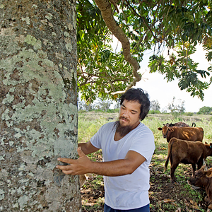 The upside of ulu: Big Island breadfruit growers