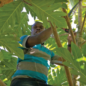 Pruning Breadfruit Handbook