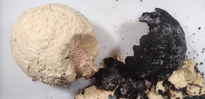 How to Cook ʻUlu the Traditional Way