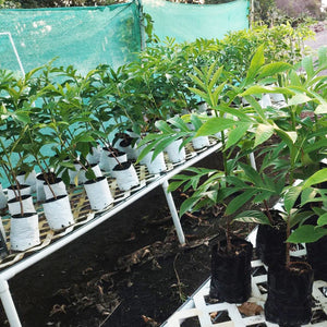 New funding program for commercial farmers to start agroforestry