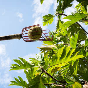 Mending Hawaii’s Lack of Food Security Through Breadfruit