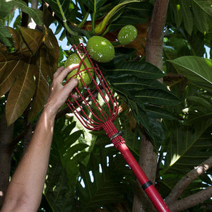 Reviving Breadfruit, the Polynesian Staple, Could Nourish People and Fight Climate Change