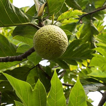 Member-Farmer Resources – Hawaiʻi ʻUlu Cooperative