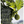 Hawaiian Breadfruit: Ethnobotany, Human Ecology, Agronomy, Nutrition, Modernity (CTHAR 2025, Limited Print)