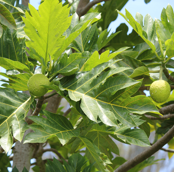ʻUlu Tree: Maʻafala Varietal