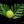 ʻUlu Tree: Puʻou Varietal