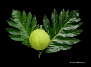 ʻUlu Tree: Puʻou Varietal