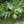 ʻUlu Tree: Puʻou Varietal