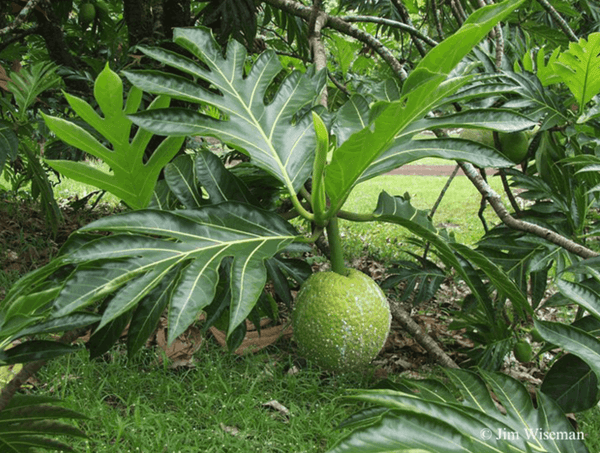 Lobed green leaves of a Puʻou ʻulu (breadfruit) tree