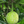 ʻUlu Tree: Puʻou Varietal