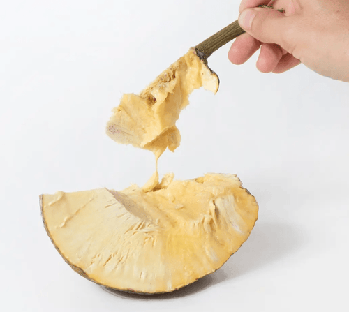 Cooked ʻulu (breadfruit) piece held in hand